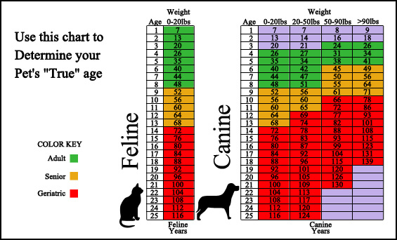 Petawawa Animal Hospital - Surveillance Screening