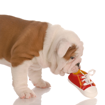 puppy with shoe