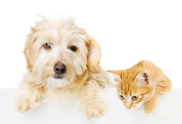 welcoming Cat and dog welcoming Cat and dog