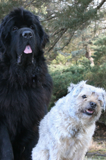 two dogs two dogs