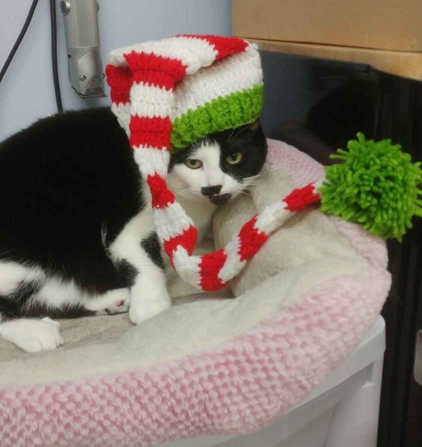 cat in christmas hat